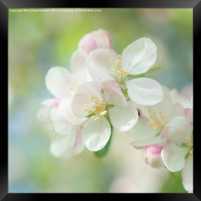  Light and Springy, Apple Blossom Framed Print by Andrew Kearton