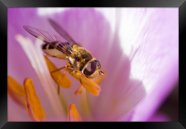 Wasp on Stamen Framed Print by Alan Whyte