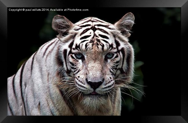 WHITE TIGER  Framed Print by paul willats