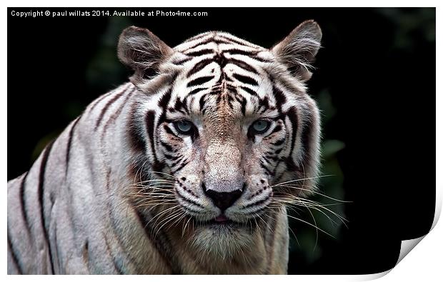 WHITE TIGER  Print by paul willats