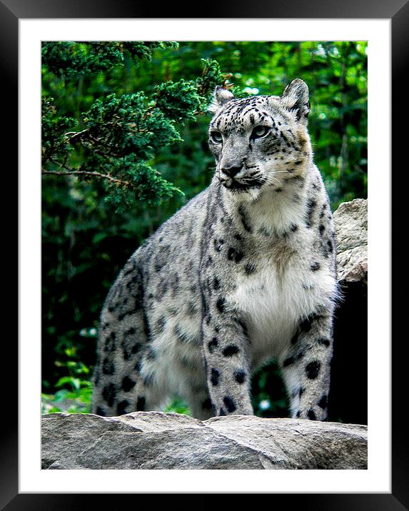 A magnificient Snow Leopard Framed Mounted Print by Alan Whyte