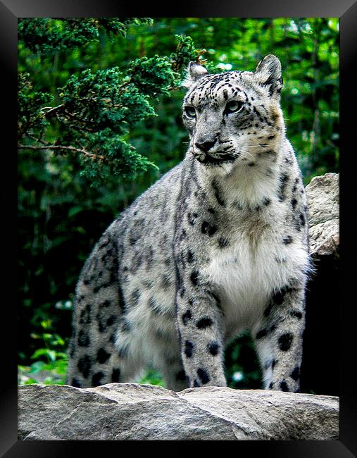  A magnificient Snow Leopard Framed Print by Alan Whyte