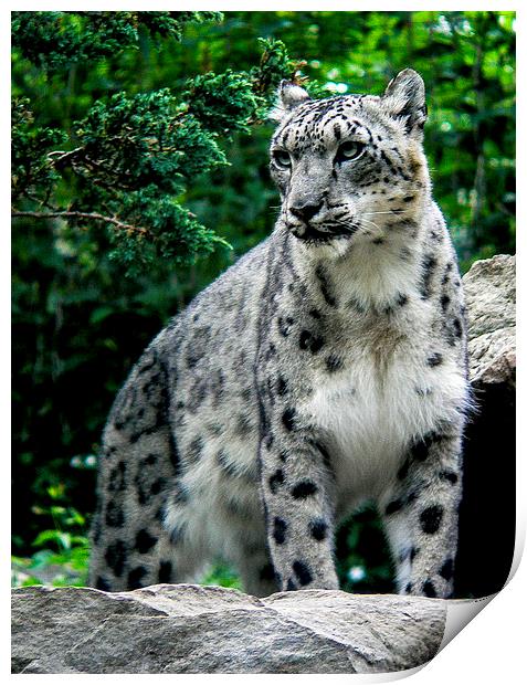  A magnificient Snow Leopard Print by Alan Whyte