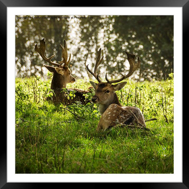  Young Stags Framed Mounted Print by Carolyn Eaton