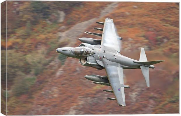  RAF Harrier Canvas Print by Rory Trappe