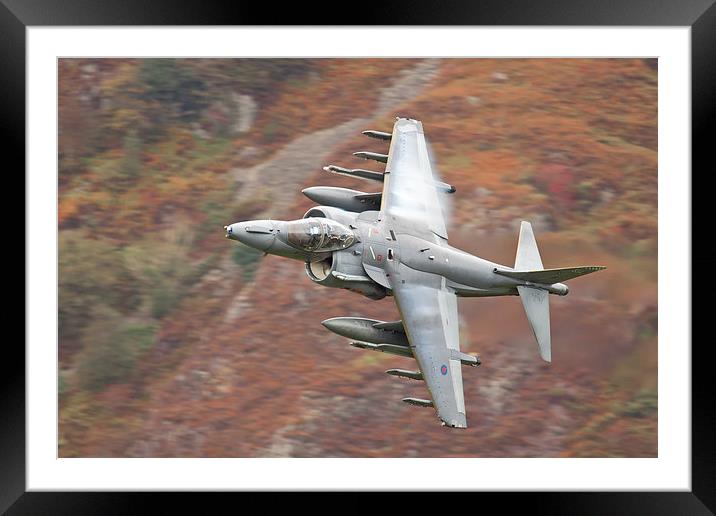  RAF Harrier Framed Mounted Print by Rory Trappe