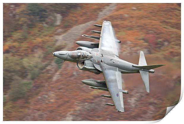  RAF Harrier Print by Rory Trappe