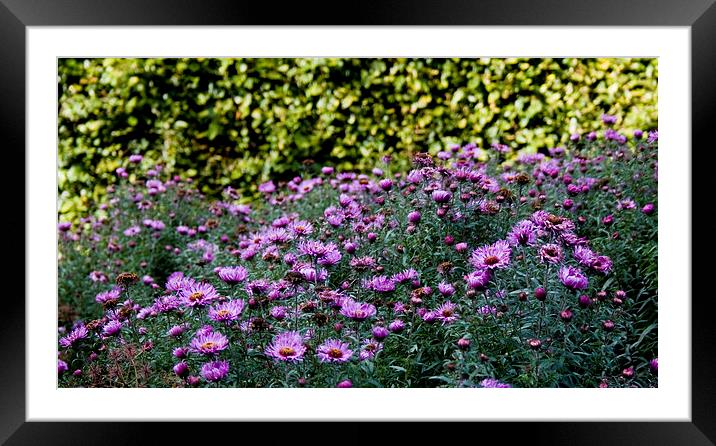  Purple Corn flowers Framed Mounted Print by Alan Whyte