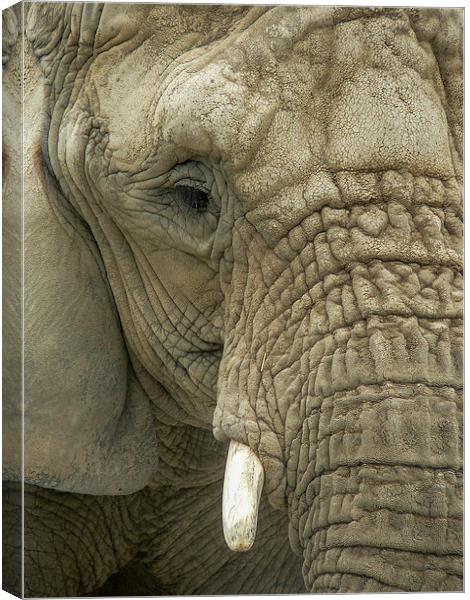 Mournful Elephant  Canvas Print by Alan Whyte