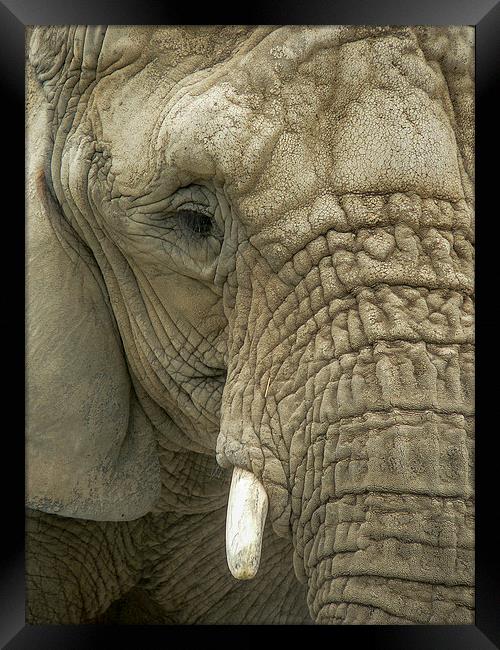 Mournful Elephant  Framed Print by Alan Whyte