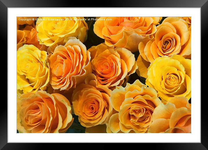  Yellow roses Framed Mounted Print by Vladimir Sidoropolev