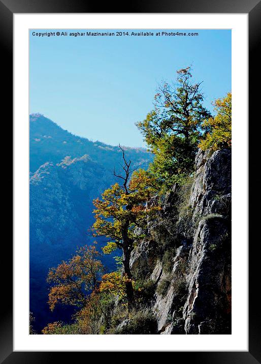  Trees on the cliff, Framed Mounted Print by Ali asghar Mazinanian