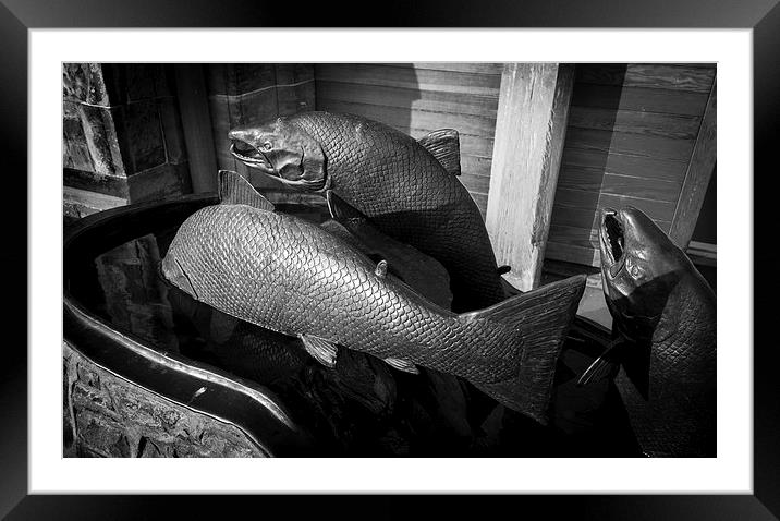  Rising Salmon Framed Mounted Print by Alan Whyte