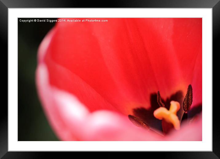   Open Tulip – Close-up Framed Mounted Print by David Siggers