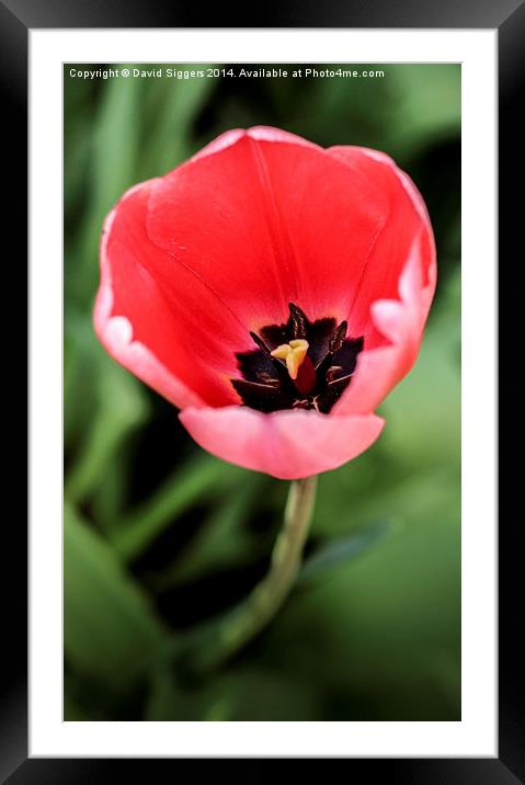  Open Single Tulip  Framed Mounted Print by David Siggers