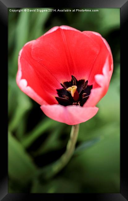  Open Single Tulip  Framed Print by David Siggers