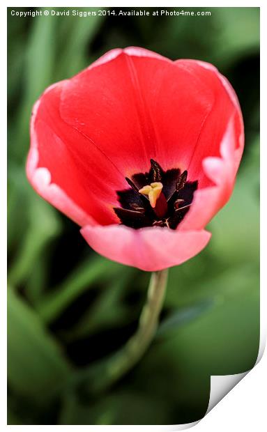  Open Single Tulip  Print by David Siggers