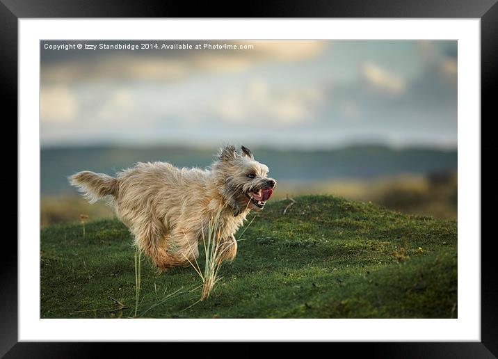  Cairn Terrier having a ball Framed Mounted Print by Izzy Standbridge