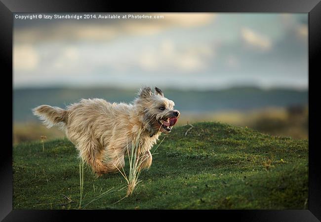  Cairn Terrier having a ball Framed Print by Izzy Standbridge