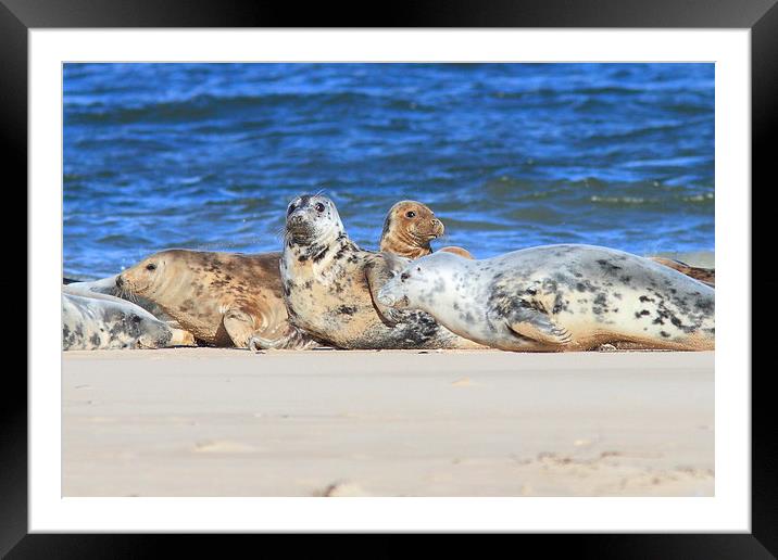 Seals a resting Framed Mounted Print by Aaron Casey