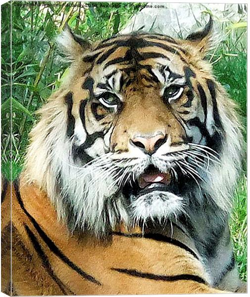  TIGER Canvas Print by Anthony Kellaway