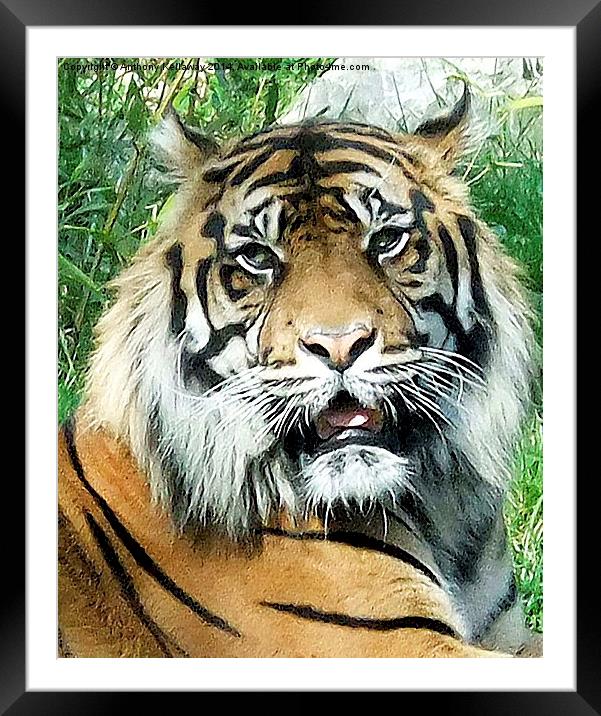  TIGER Framed Mounted Print by Anthony Kellaway