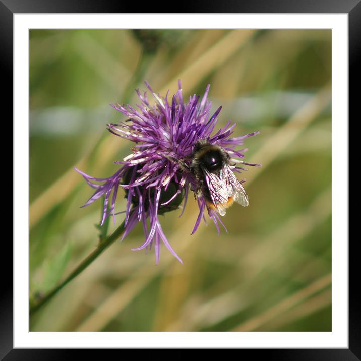 Bumble Bee Square Framed Mounted Print by Dave Windsor