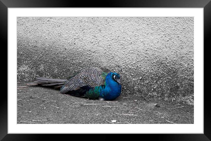  Pheasant Framed Mounted Print by Alan Whyte