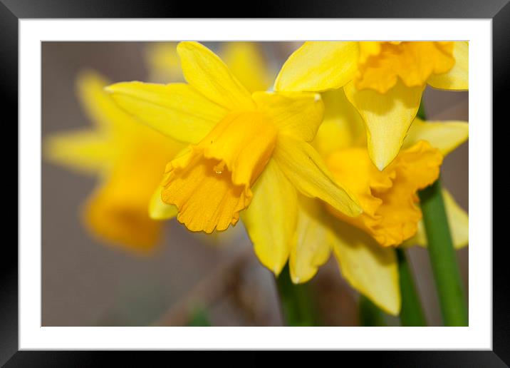  The Daffodls Framed Mounted Print by Alan Whyte