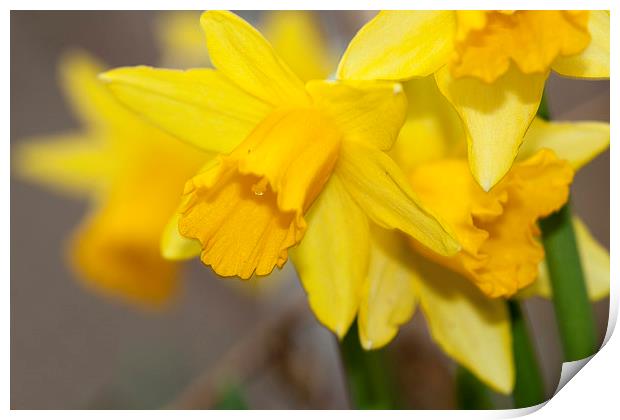  The Daffodls Print by Alan Whyte