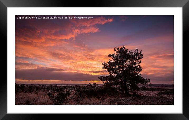  Sunrise over the heath Framed Mounted Print by Phil Wareham