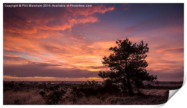  Sunrise over the heath Print by Phil Wareham