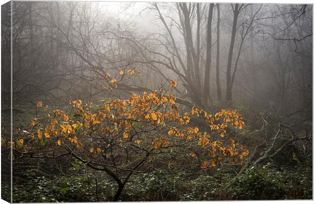  Winter colour in the misty wood Canvas Print by Andrew Kearton