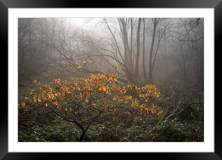  Winter colour in the misty wood Framed Mounted Print by Andrew Kearton