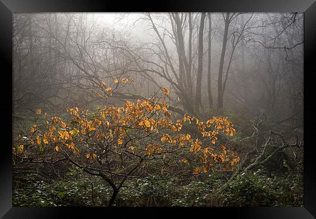  Winter colour in the misty wood Framed Print by Andrew Kearton