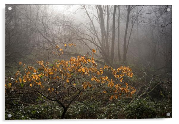  Winter colour in the misty wood Acrylic by Andrew Kearton