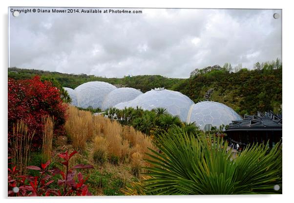 The Eden Project Acrylic by Diana Mower