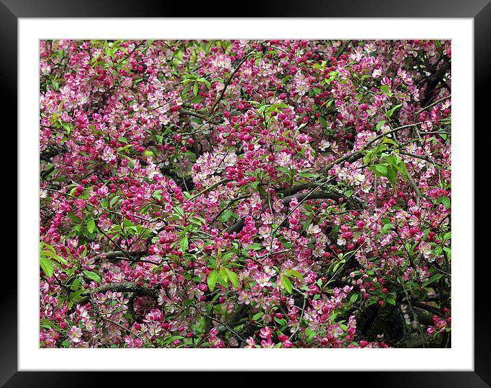 Cherry Tree Framed Mounted Print by Victor Burnside