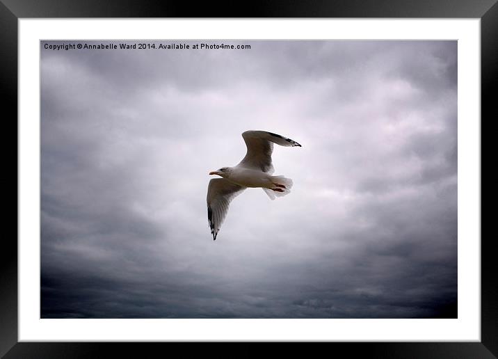  Seagull Soaring. Framed Mounted Print by Annabelle Ward