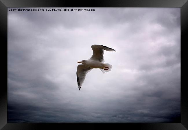  Seagull Soaring. Framed Print by Annabelle Ward