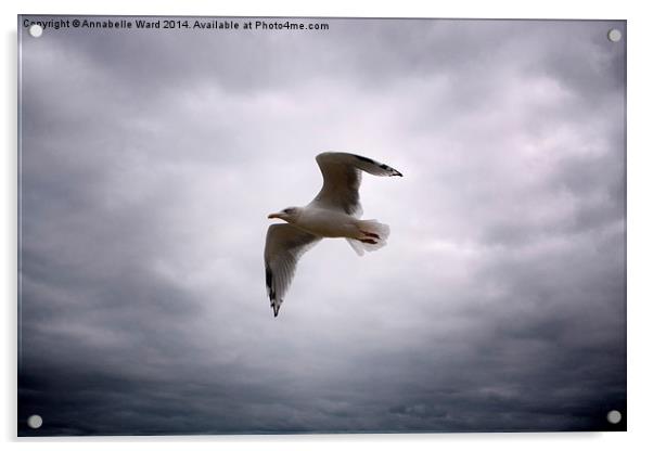  Seagull Soaring. Acrylic by Annabelle Ward