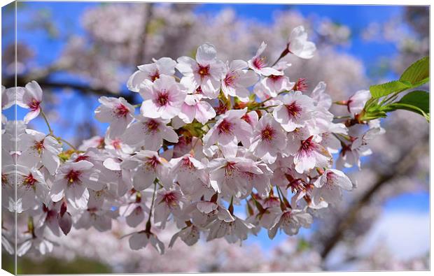 White blossom during the Spring with foliage Canvas Print by Jonathan Evans