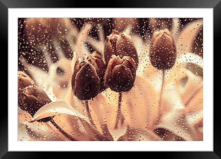  Rainy Tulips. Playing with Colors Framed Mounted Print by Jenny Rainbow