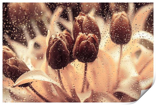  Rainy Tulips. Playing with Colors Print by Jenny Rainbow