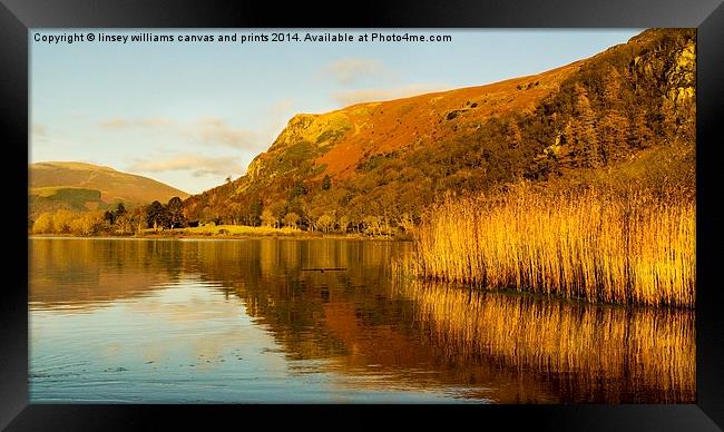  One Golden Moment In Autumn Framed Print by Linsey Williams