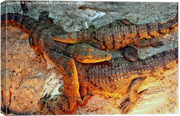 Young Crocodiles  Canvas Print by Paul Williams