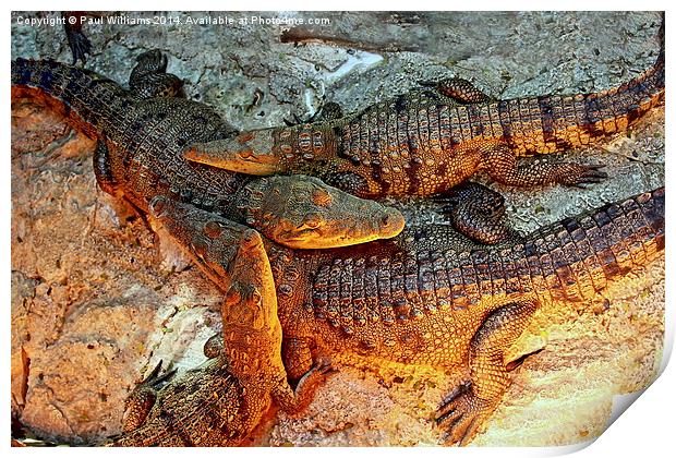 Young Crocodiles  Print by Paul Williams