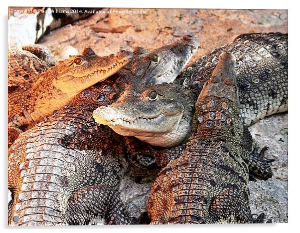 Crocodile Heads Acrylic by Paul Williams