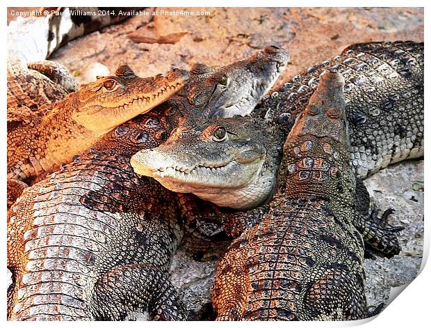  Crocodile Heads Print by Paul Williams