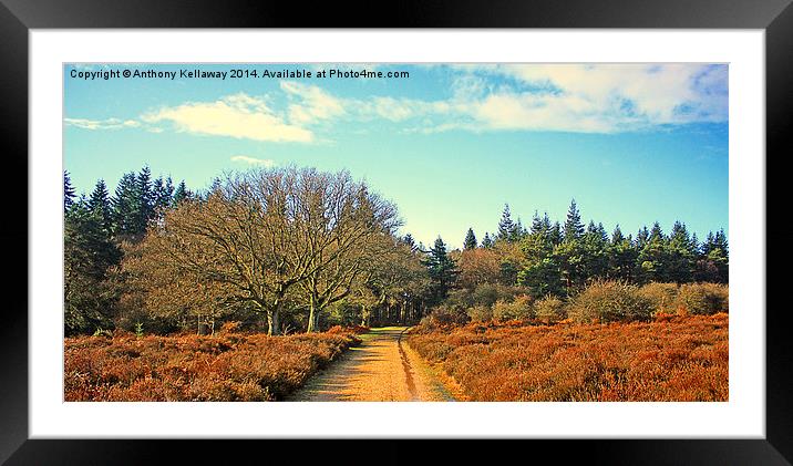 FOREST GLOW  Framed Mounted Print by Anthony Kellaway